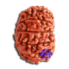 Load image into Gallery viewer, 11 Mukhi Nepalese Rudraksha - Bead No. 368
