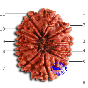 11 Mukhi Nepalese Rudraksha - Bead No. 369