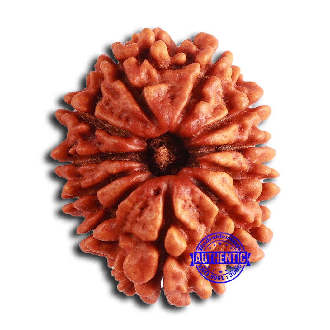 11 Mukhi Nepalese Rudraksha - Bead No. 369