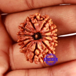 11 Mukhi Nepalese Rudraksha - Bead No. 369