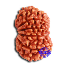 Load image into Gallery viewer, 11 Mukhi Nepalese Rudraksha - Bead No. 369
