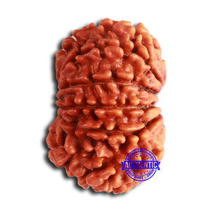 11 Mukhi Nepalese Rudraksha - Bead No. 369