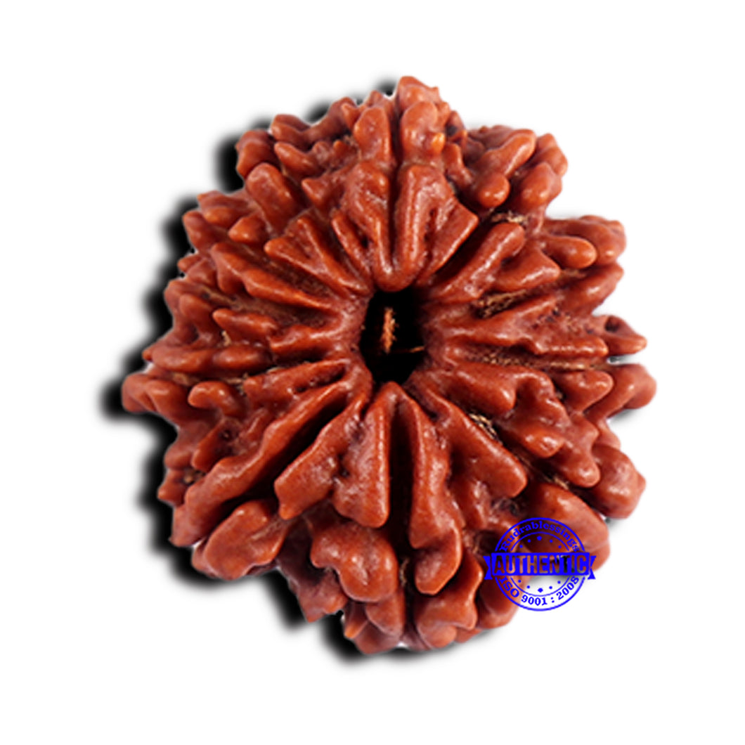 11 Mukhi Nepalese Rudraksha - Bead No. 371