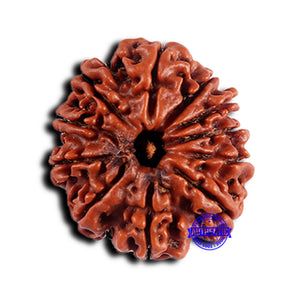 11 Mukhi Nepalese Rudraksha - Bead No. 372