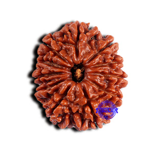 11 Mukhi Nepalese Rudraksha - Bead No. 373