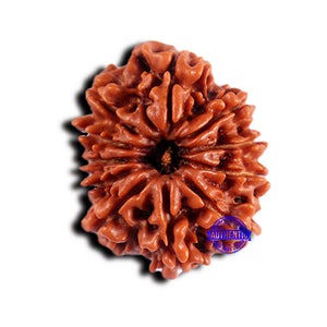 11 Mukhi Nepalese Rudraksha - Bead No. 374