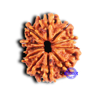 11 Mukhi Nepalese Rudraksha - Bead No. 375