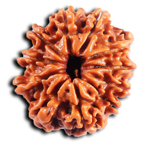 11 Mukhi Nepalese Rudraksha - Bead No. 385