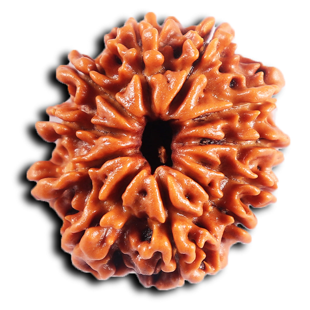 11 Mukhi Nepalese Rudraksha - Bead No. 385