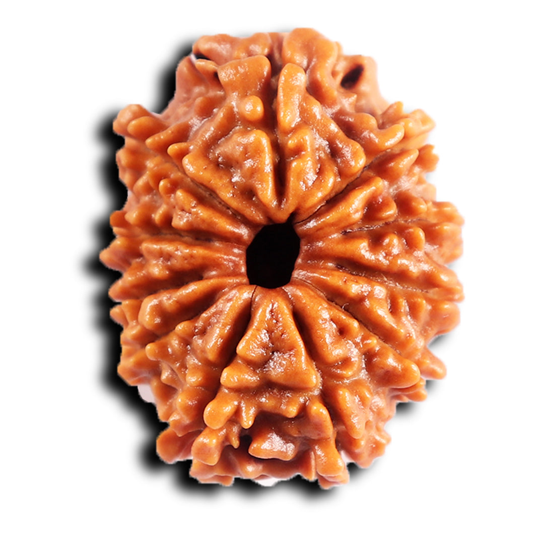 11 Mukhi Nepalese Rudraksha - Bead No. 387