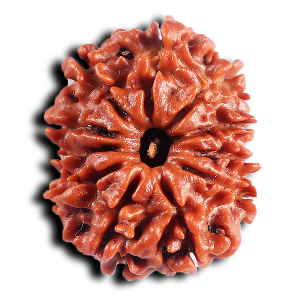 11 Mukhi Nepalese Rudraksha - Bead No.388