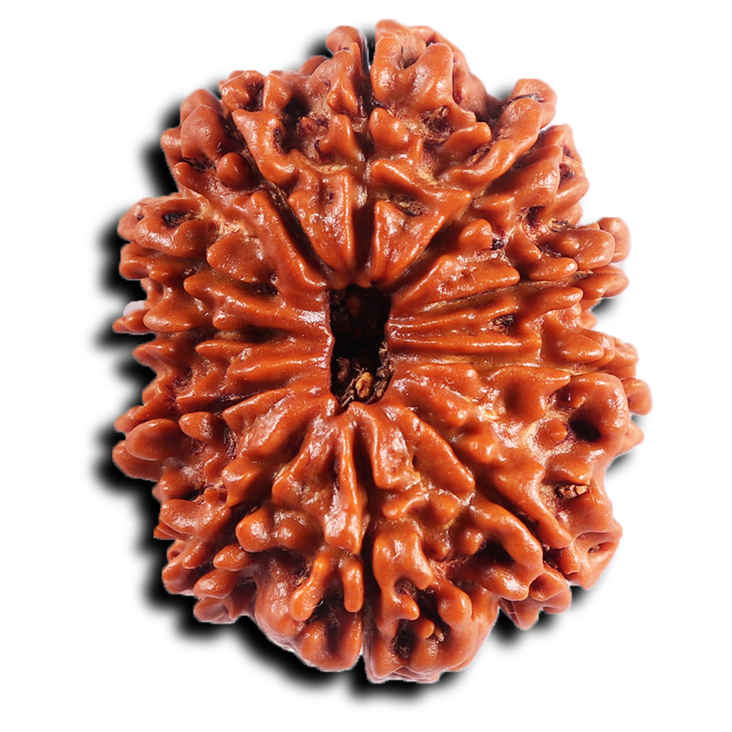 11 Mukhi Nepalese Rudraksha - Bead No. 389