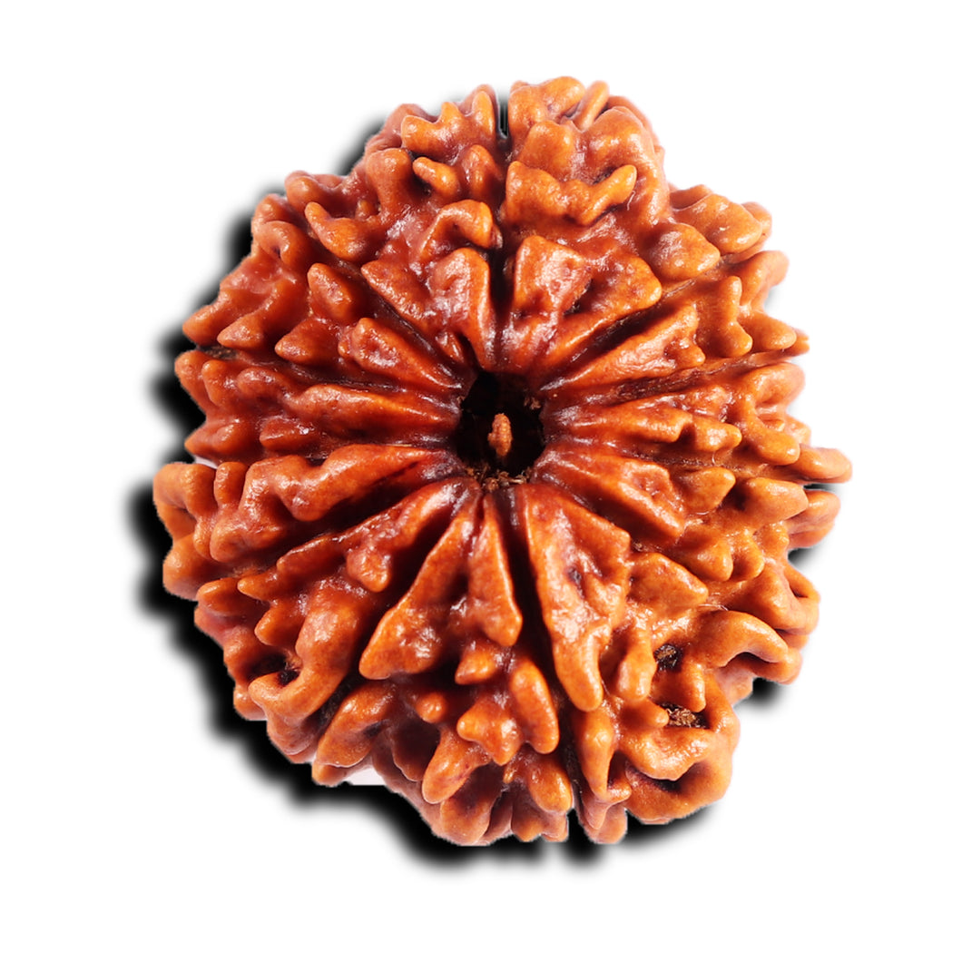 11 Mukhi Nepalese Rudraksha - Bead No. 390