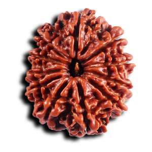 11 Mukhi Nepalese Rudraksha - Bead No. 391