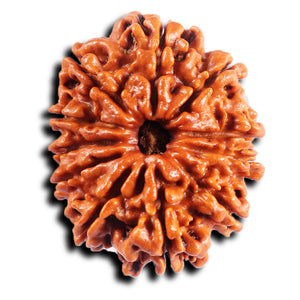 11 Mukhi Nepalese Rudraksha - Bead No. 392