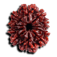 Load image into Gallery viewer, 11 Mukhi Nepalese Rudraksha - Bead No. 393
