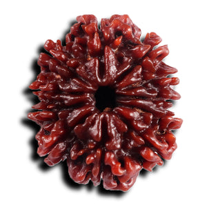 11 Mukhi Nepalese Rudraksha - Bead No. 393