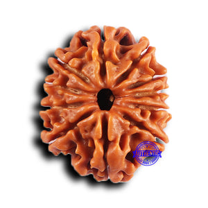 11 Mukhi Nepalese Rudraksha - Bead No. 379