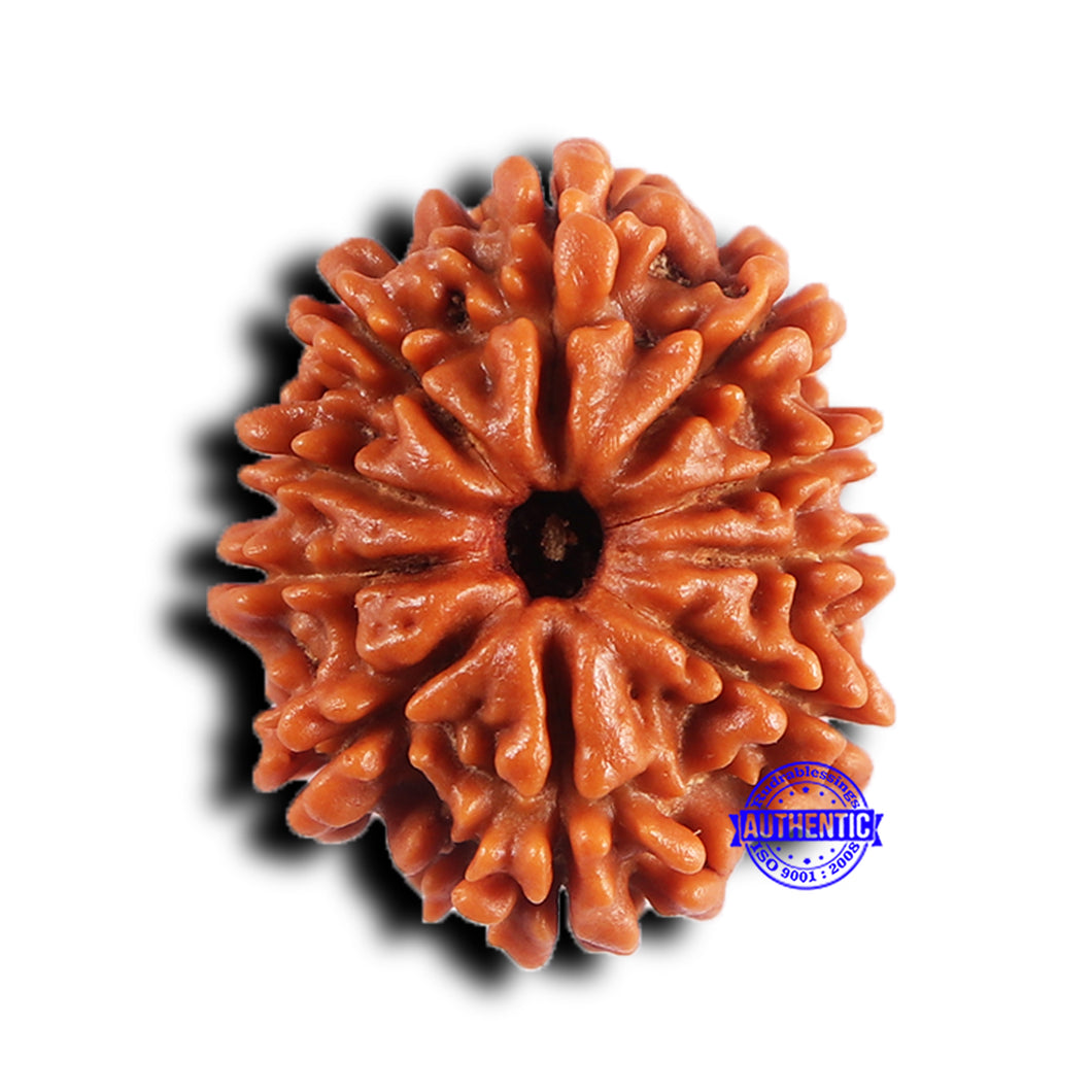 11 Mukhi Nepalese Rudraksha - Bead No. 382