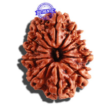 Load image into Gallery viewer, 12 Mukhi Nepalese Rudraksha - Bead No 208
