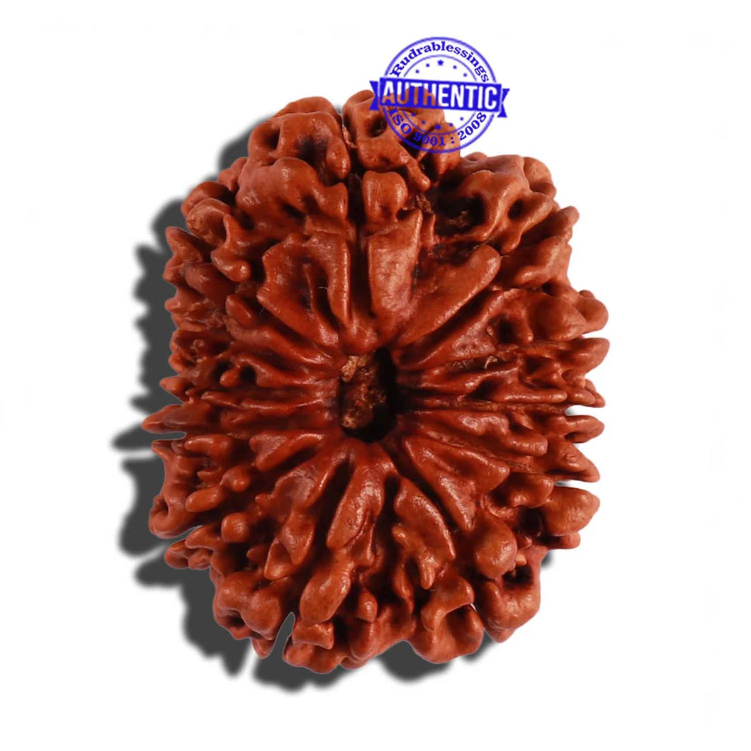 12 Mukhi Nepalese Rudraksha - Bead No 49