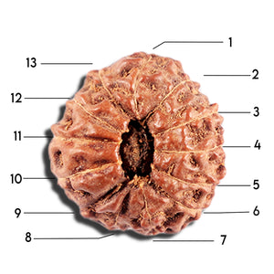 12 Mukhi Indonesian Rudraksha - Bead No. 328