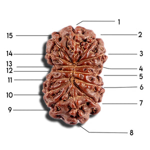 12 Mukhi Indonesian Rudraksha - Bead No. 329