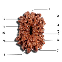 Load image into Gallery viewer, 12 Mukhi Indonesian Rudraksha - Bead No. 330
