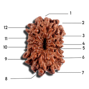 12 Mukhi Indonesian Rudraksha - Bead No. 330