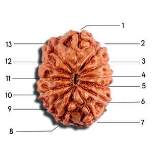 12 Mukhi Indonesian Rudraksha - Bead No. 331