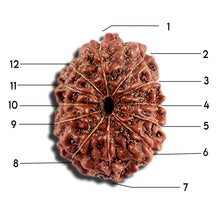 Load image into Gallery viewer, 12 Mukhi Indonesian Rudraksha - Bead No. 332
