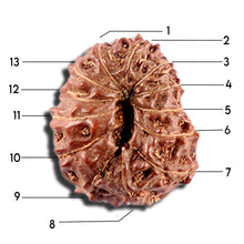 Load image into Gallery viewer, 12 Mukhi Indonesian Rudraksha - Bead No. 333
