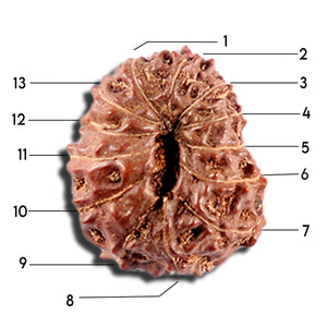 12 Mukhi Indonesian Rudraksha - Bead No. 333