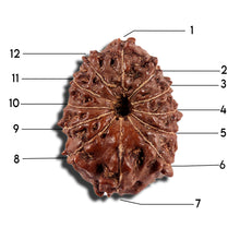 Load image into Gallery viewer, 12 Mukhi Indonesian Rudraksha - Bead No. 334
