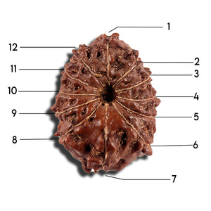 12 Mukhi Indonesian Rudraksha - Bead No. 334