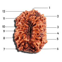 Load image into Gallery viewer, 12 Mukhi Indonesian Rudraksha - Bead No. 335
