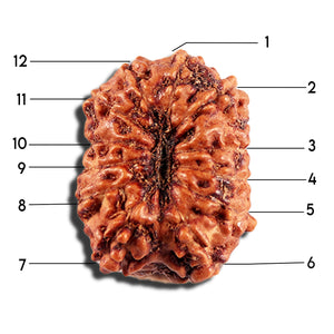 12 Mukhi Indonesian Rudraksha - Bead No. 335