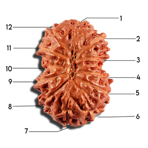 12 Mukhi Indonesian Rudraksha - Bead No. 336