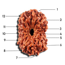 Load image into Gallery viewer, 12 Mukhi Indonesian Rudraksha - Bead No. 337
