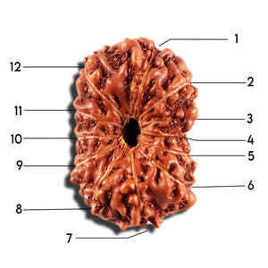 12 Mukhi Indonesian Rudraksha - Bead No. 337