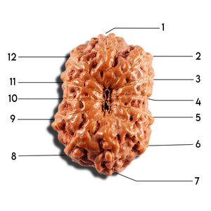 12 Mukhi Indonesian Rudraksha - Bead No. 340