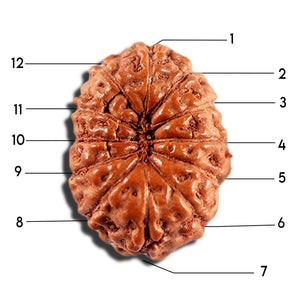 12 Mukhi Indonesian Rudraksha - Bead No. 341