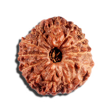 Load image into Gallery viewer, 12 Mukhi Indonesian Rudraksha - Bead No. 328
