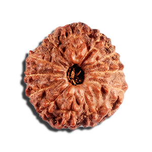 12 Mukhi Indonesian Rudraksha - Bead No. 328