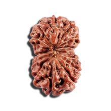 Load image into Gallery viewer, 12 Mukhi Indonesian Rudraksha - Bead No. 329
