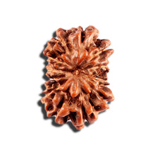 Load image into Gallery viewer, 12 Mukhi Indonesian Rudraksha - Bead No. 330
