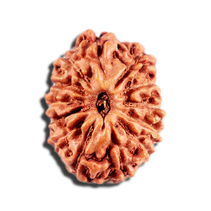 12 Mukhi Indonesian Rudraksha - Bead No. 331