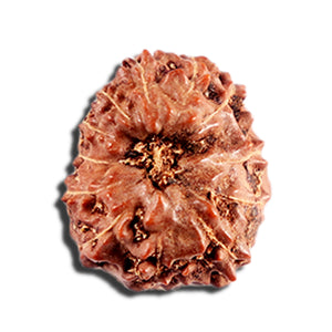 12 Mukhi Indonesian Rudraksha - Bead No. 333