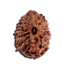 Load image into Gallery viewer, 12 Mukhi Indonesian Rudraksha - Bead No. 334
