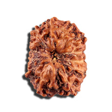 Load image into Gallery viewer, 12 Mukhi Indonesian Rudraksha - Bead No. 335
